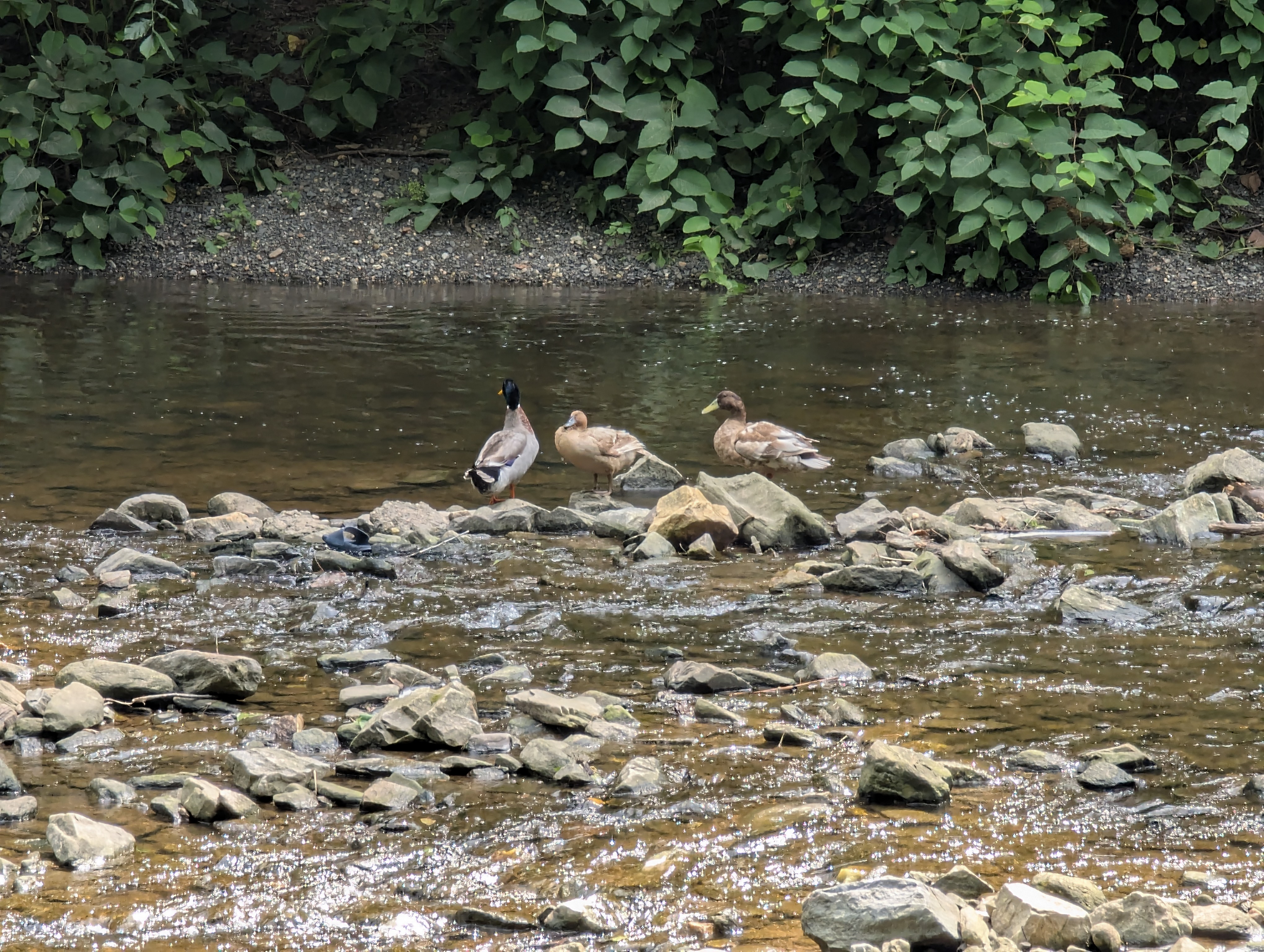 3 Ducks on rocks in the middle of the creek