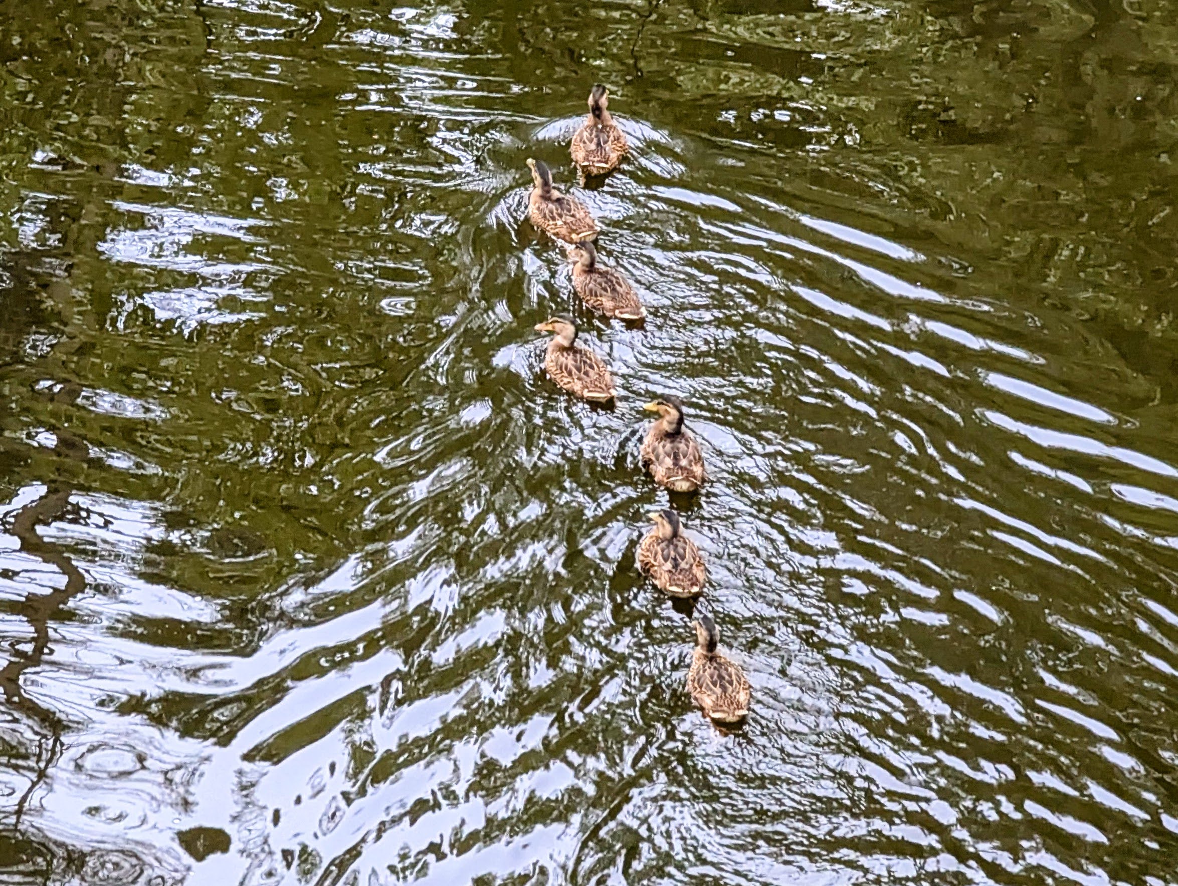 A mother duck swimming with her young