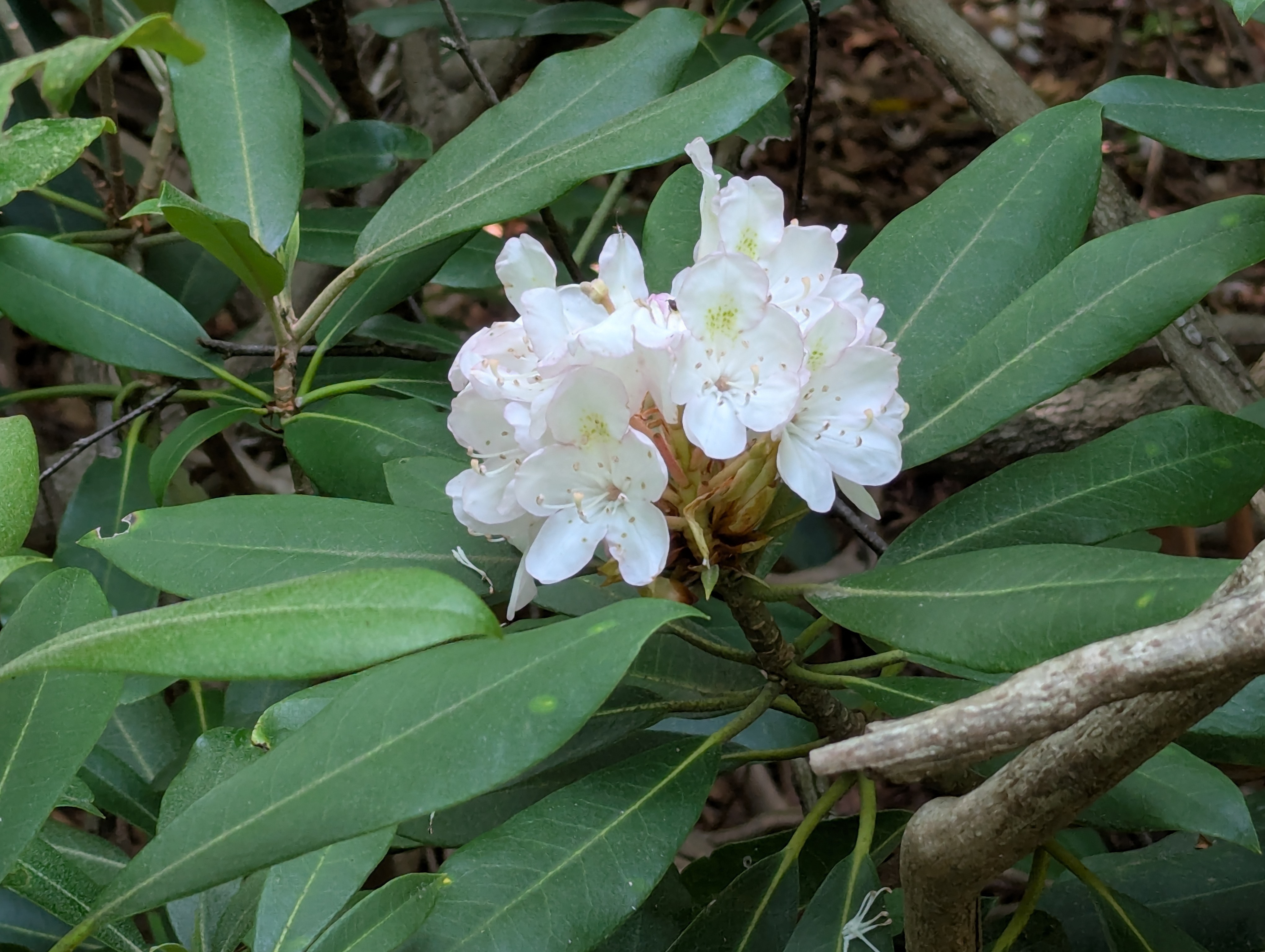 Small white blossoms on a rhododendron