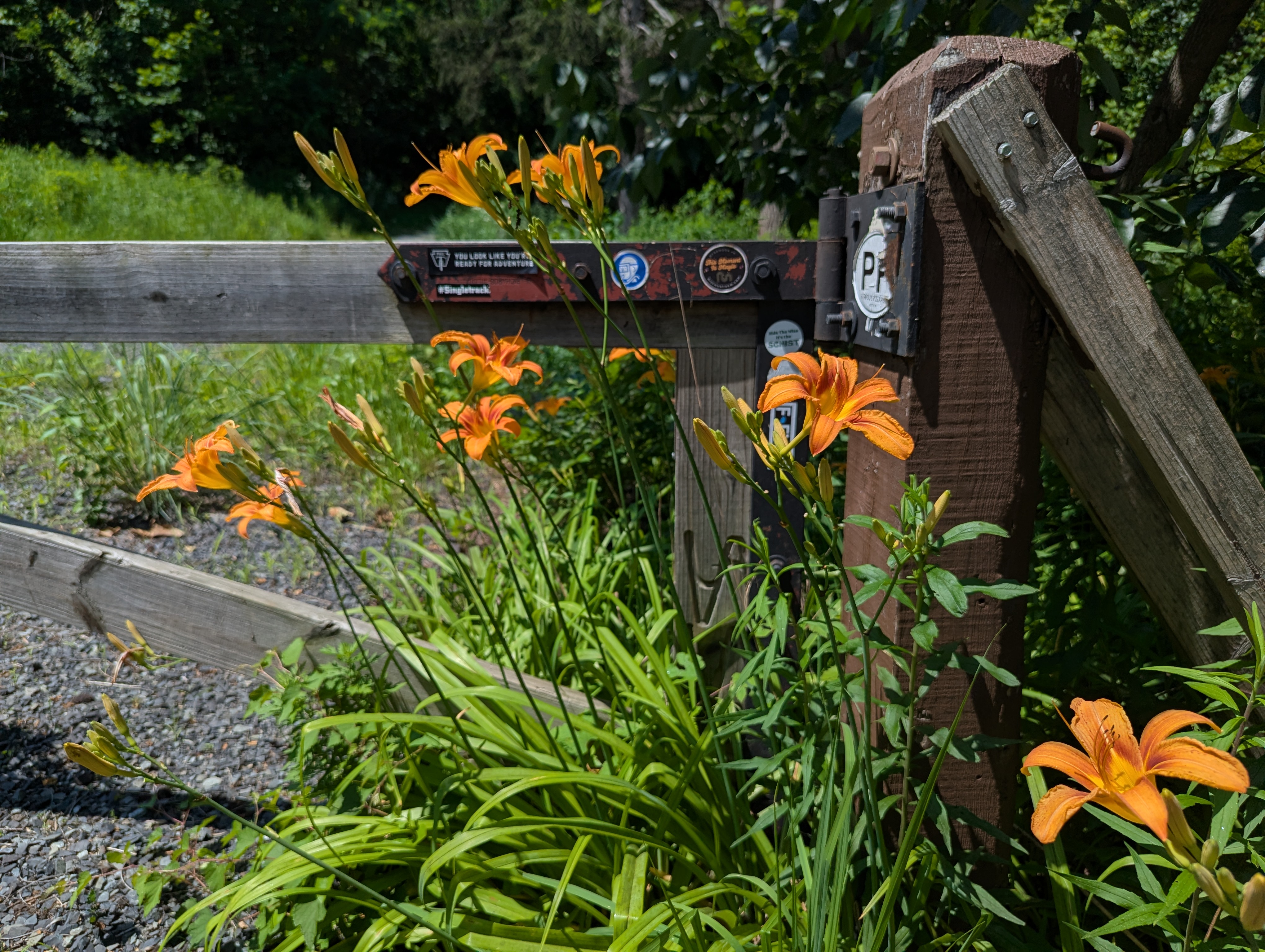 Orange Day Lillies near a fence