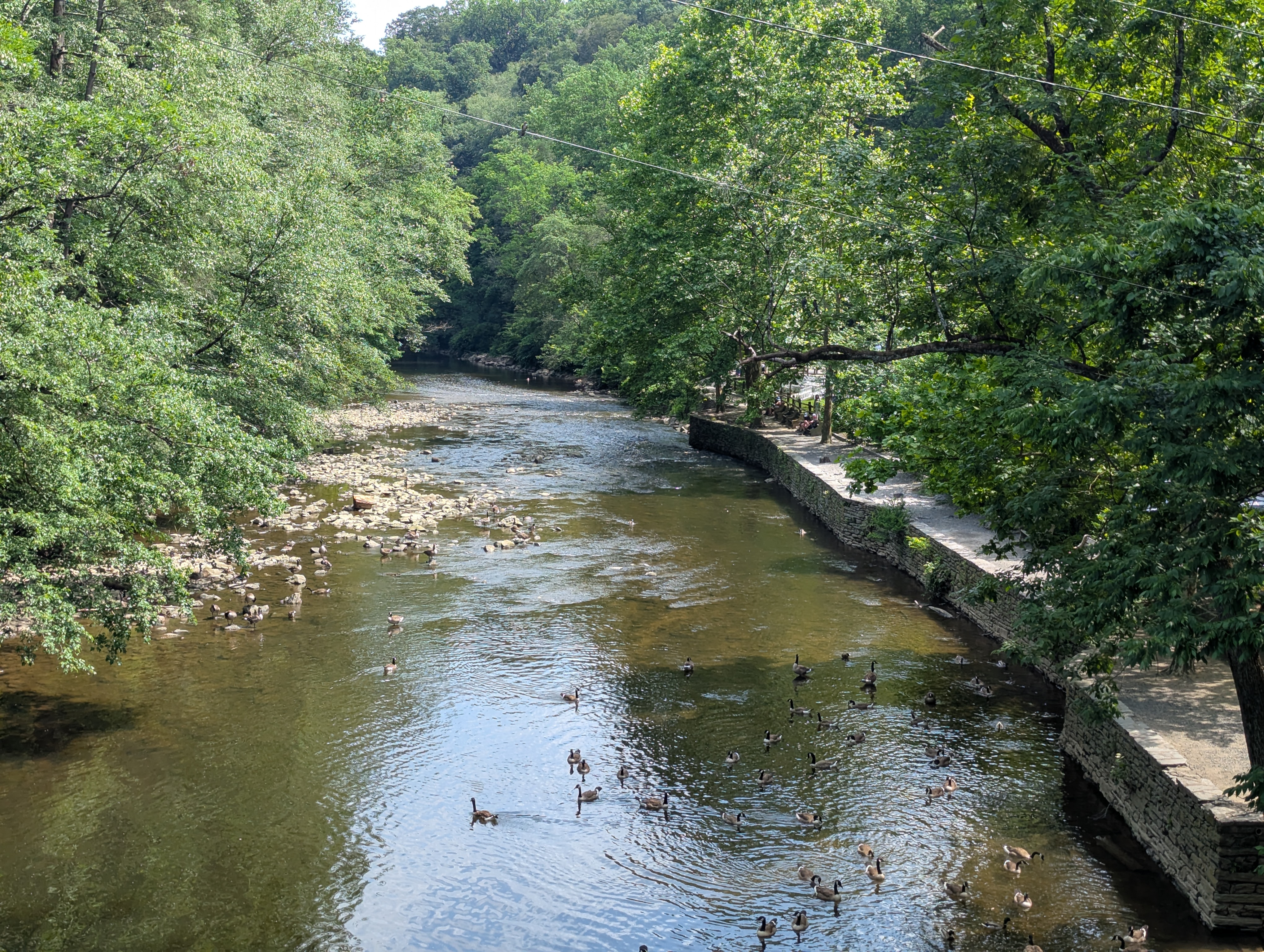 Several Canada Geese swimming in the creek